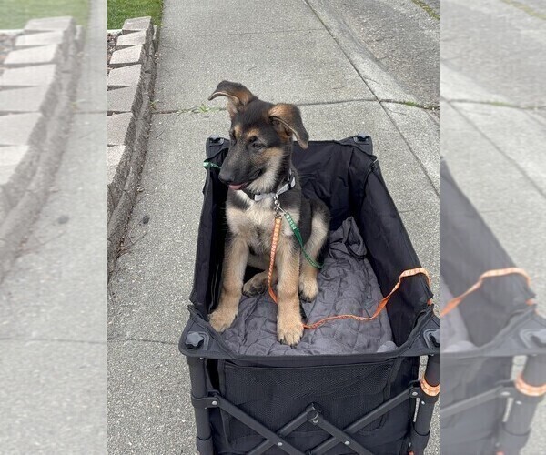 Medium Photo #7 German Shepherd Dog Puppy For Sale in SACRAMENTO, CA, USA