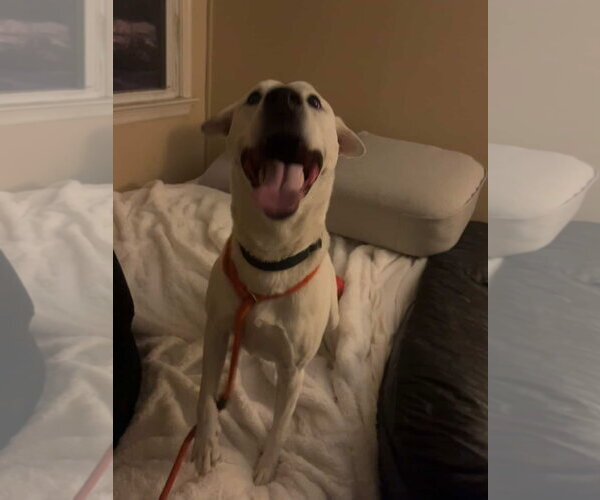 Medium Photo #2 Mutt Puppy For Sale in Brooklyn, NY, USA