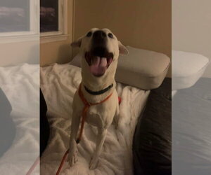 Bailey - Male American Foxhound-Chow Chow Mix Dog for Adoption - Photo #2
