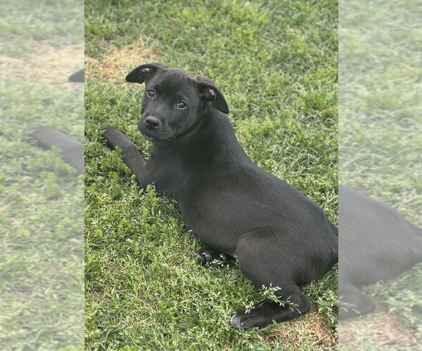 Medium Photo #3 Labrador Retriever-Unknown Mix Puppy For Sale in Boston, MA, USA