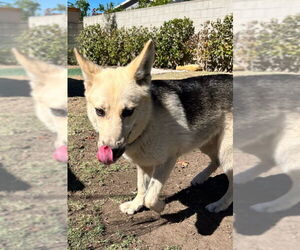 Sunny - Female Siberian Husky-Unknown Mix Dog for Adoption - Photo #14