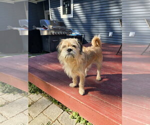 Marshmallow - Male Mutt Dog for Adoption - Photo #5