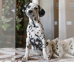 Small #4 Dalmatian