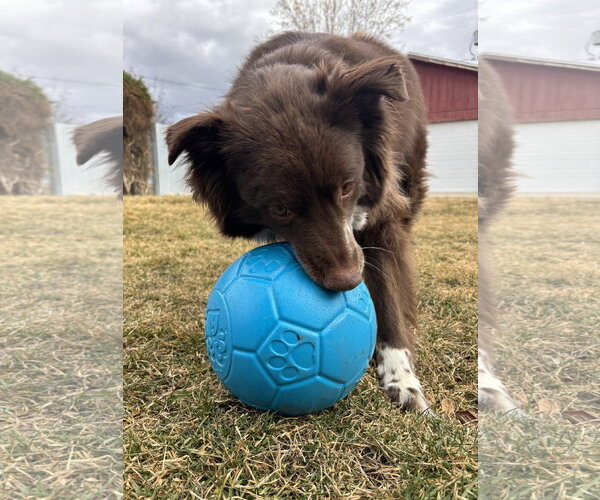 Medium Photo #20 Mutt Puppy For Sale in Sandy, UT, USA