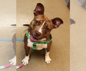 Snickers - Female American Staffordshire Terrier Dog for Adoption - Photo #8