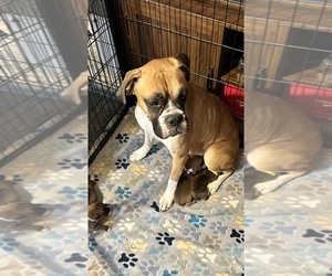 Mother of the Boxer puppies born on 11/26/2024