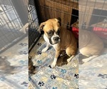 Small Photo #1 Boxer Puppy For Sale in SHEVLIN, MN, USA