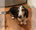Small #2 Basset Hound