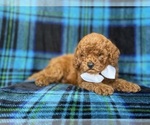 Small #7 Cavapoo (Miniature)