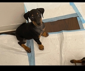 Doberman Pinscher Puppy for sale in AURORA, CO, USA