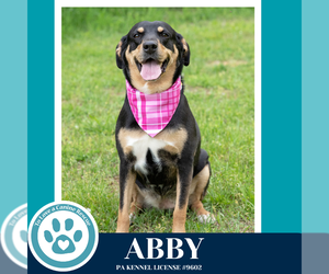 Abby (Mom to the Brindle Boos) 110423 - Female Labrador Retriever-Unknown Mix Dog for Adoption - Photo #5