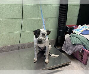 Mutt Dogs for adoption in Grand Prairie, TX, USA