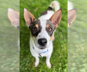 Rat Terrier-Shiba Inu Mix Dogs for adoption in Wakefield, RI, USA