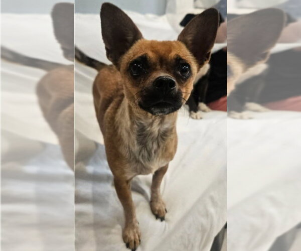 Medium Photo #3 Chihuahua Puppy For Sale in Lakewood, CO, USA