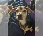Small #1 Chihuahua