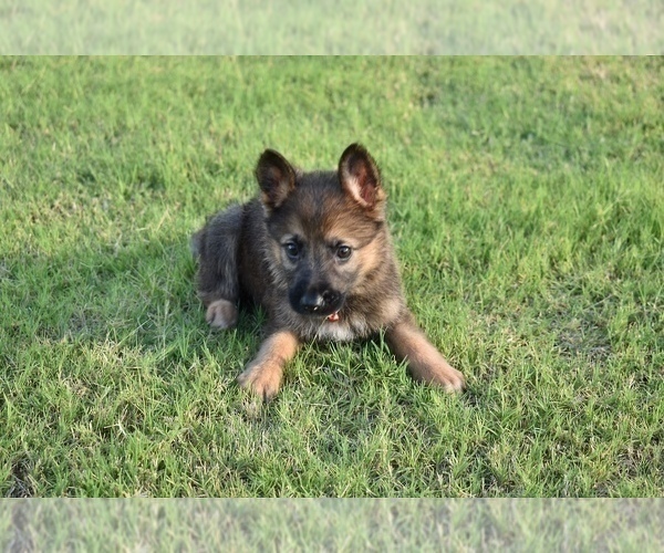 Medium Photo #11 German Shepherd Dog Puppy For Sale in ANNA, TX, USA