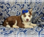 Small Photo #3 Pomsky Puppy For Sale in PEACH BOTTOM, PA, USA