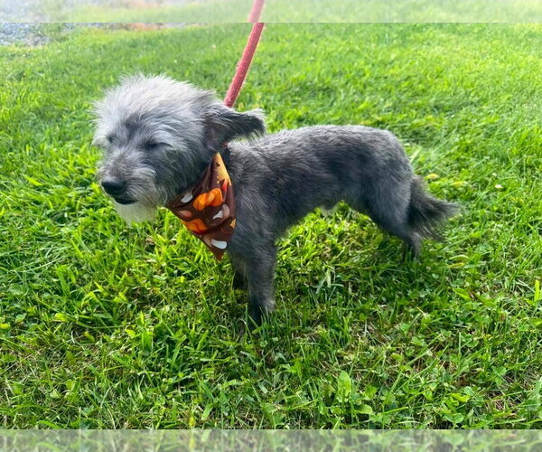 Medium Photo #5 Chi-Poo (Miniature) Puppy For Sale in Westminster, MD, USA