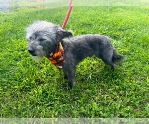 Teddy - Male Chi-Poo (Miniature) Dog for Adoption - Photo #5