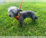 Small #4 Chi-Poo (Miniature)