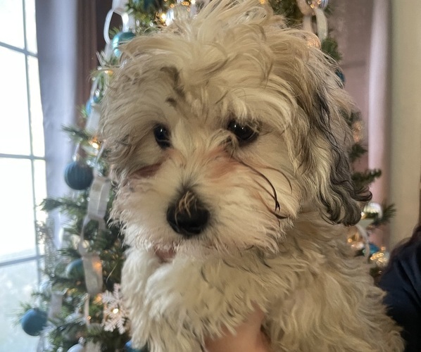 Medium Photo #20 Maltipoo (Miniature) Puppy For Sale in PALMDALE, CA, USA