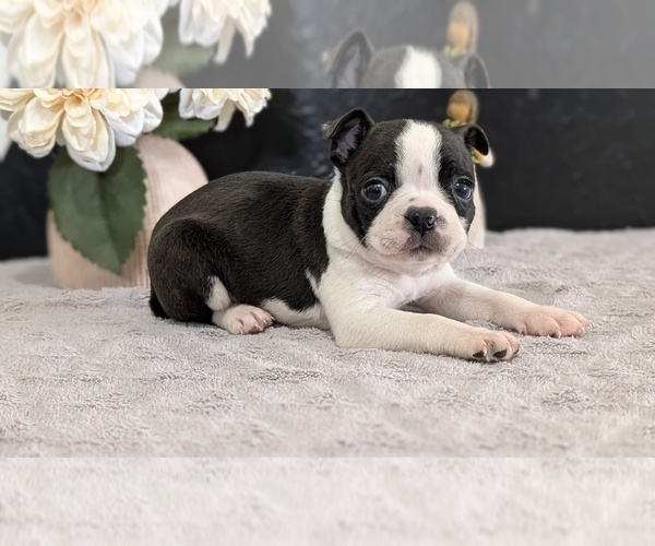 Medium Photo #25 Boston Terrier Puppy For Sale in GOSHEN, IN, USA