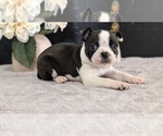 Small Photo #25 Boston Terrier Puppy For Sale in GOSHEN, IN, USA