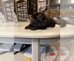 Small #1 French Bulldog