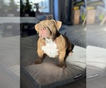 Small #3 American Bully