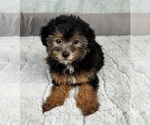 Small #7 YorkiePoo