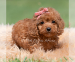 Small Photo #90 Maltipoo (Miniature) Puppy For Sale in WARSAW, IN, USA
