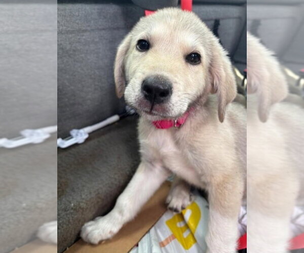 Medium Photo #2 Great Pyrenees-Unknown Mix Puppy For Sale in Foristell, MO, USA