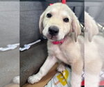 Small #1 Great Pyrenees Mix