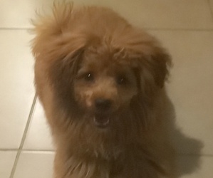 Pom-A-Poo Puppy for sale in ORLANDO, FL, USA