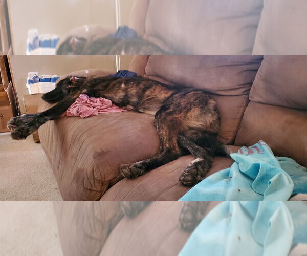 Medium Photo #3 Mutt Puppy For Sale in Plymouth, MN, USA