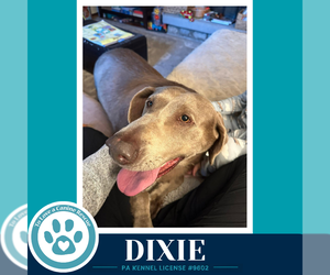 Dixie 102426 - Female Labrador Retriever Dog for Adoption - Photo #4