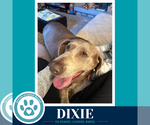Small Photo #4 Labrador Retriever Puppy For Sale in Kimberton, PA, USA