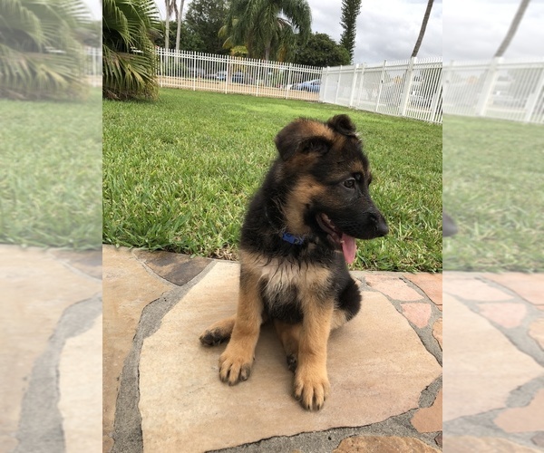 Medium Photo #11 German Shepherd Dog Puppy For Sale in HIALEAH, FL, USA