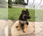 Small Photo #11 German Shepherd Dog Puppy For Sale in HIALEAH, FL, USA
