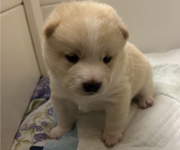 Medium Photo #24 Shiba Inu Puppy For Sale in ELIZABETH CITY, NC, USA