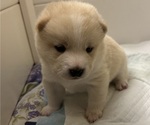 Small Photo #24 Shiba Inu Puppy For Sale in ELIZABETH CITY, NC, USA