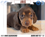 Puppy Iris Dachshund