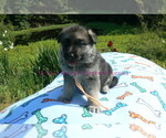 Small #10 German Shepherd Dog