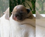 Small Photo #3 French Bulldog Puppy For Sale in WEST ORANGE, NJ, USA