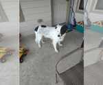 Small #16 Great Pyrenees Mix