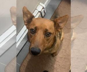 Carolina Dog-Unknown Mix Dogs for adoption in Jackson Township, NJ, USA