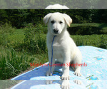 Small #5 German Shepherd Dog