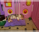 Small Photo #12 English Bulldog Puppy For Sale in DE WITT, MI, USA