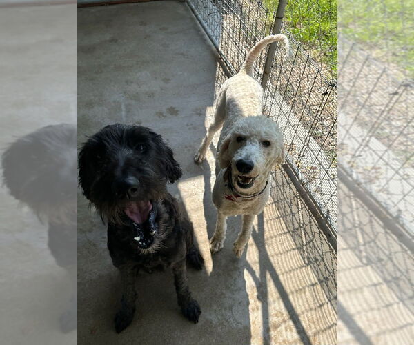 Medium Photo #2 Poodle (Standard) Puppy For Sale in Oak Bluffs, MA, USA
