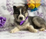 Small Photo #4 Siberian Husky Puppy For Sale in LANCASTER, PA, USA